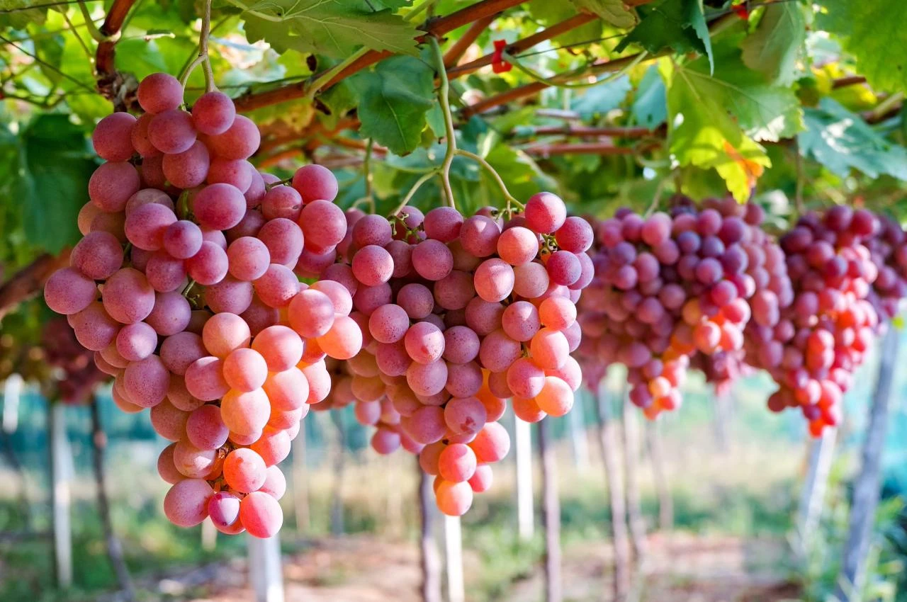 Agroexportaciones peruanas superan US$1330 millones