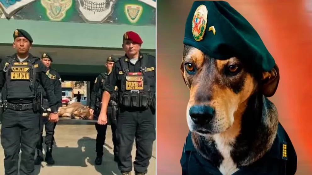 Vaguito, el perro héroe de la Policía Nacional del Perú, recibe un emotivo adiós en Trujillo